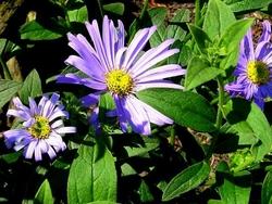 aster frikartii moench