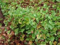 Marsilea Macropoda