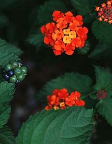 Lantana