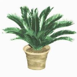 cycas revoluta