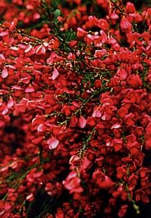 Cytisus scoparius