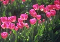 Significato Tulipano
