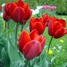 Significato Tulipano