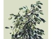 ficus perde foglie