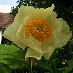 paeonia claire de lune