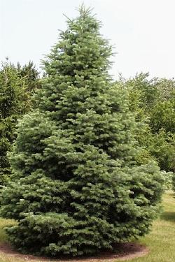 abies concolor
