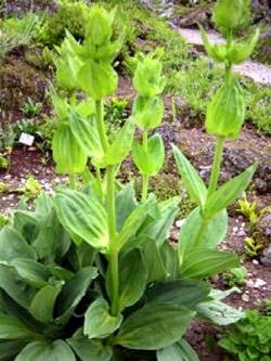 gentiana lutea