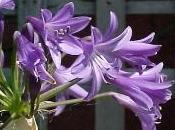 Agapanthus