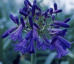 Agapanthus Purple Claude