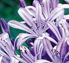 Agapanthus