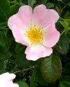 rosa canina