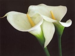 Calla Lily 2