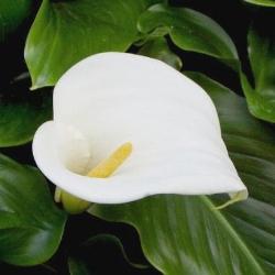 Calla Lily