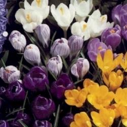 Croco BiancoGialloViola