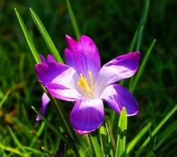 Violet Crocus