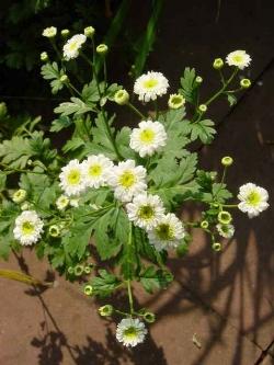 chrysanthemum parthenium