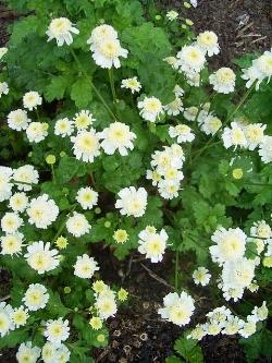 chrysanthmum parthenium flora pleno