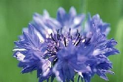 centaurea cyanus