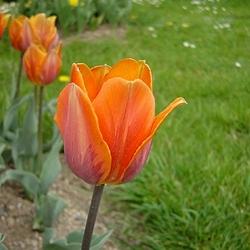 tulipa prinses irene