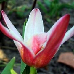 tulipa kaufmanniana hearts delight