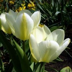 tulipa fosteriane white emperor