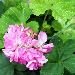 pelargonium mosaik silky