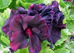 pelargonium lord bute