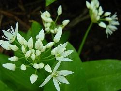 allium ursini