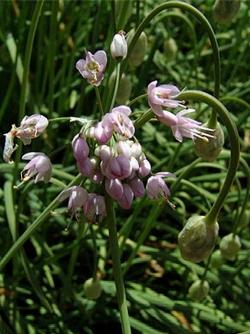 allium cernuum