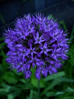 allium caeruleum