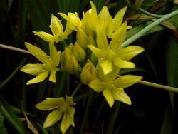 allium flavum