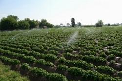impianto irrigazione fuori terra