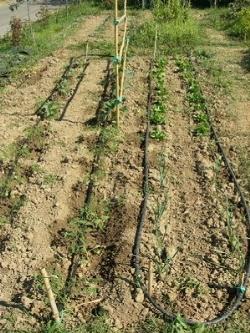 impianto irrigazione fuori terra con tubi in evidenza