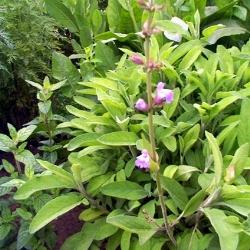salvia officinalis