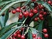 Ardisia