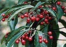 ardisia