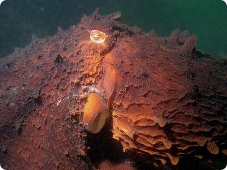 polpo gigante del pacifico