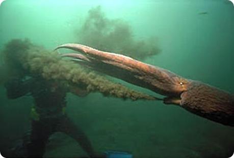 polpo gigante del pacifico6