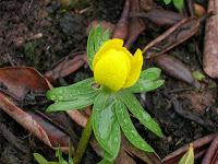 Eranthis