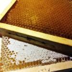 Un favo vuoto (sopra) e uno pieno di miele (sotto)