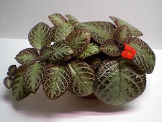 Episcia