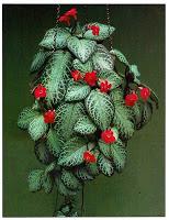 Episcia