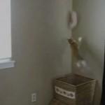Il gatto acrobatico che afferra la biancheria al volo (video)