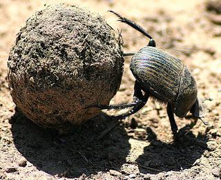 La merda come elemento di continuità.