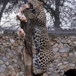 A leopard jumps to take it's daily meal 02