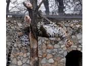 Skopje, leoni leopardo prendono “prede” volo