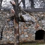 Zoo di Skopje, i leoni e il leopardo prendono le “prede” al volo