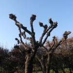 potatura alberi, il gelso