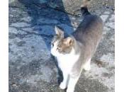 Gatto cimitero/cat cemetery