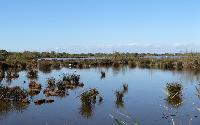 camargue-laguna